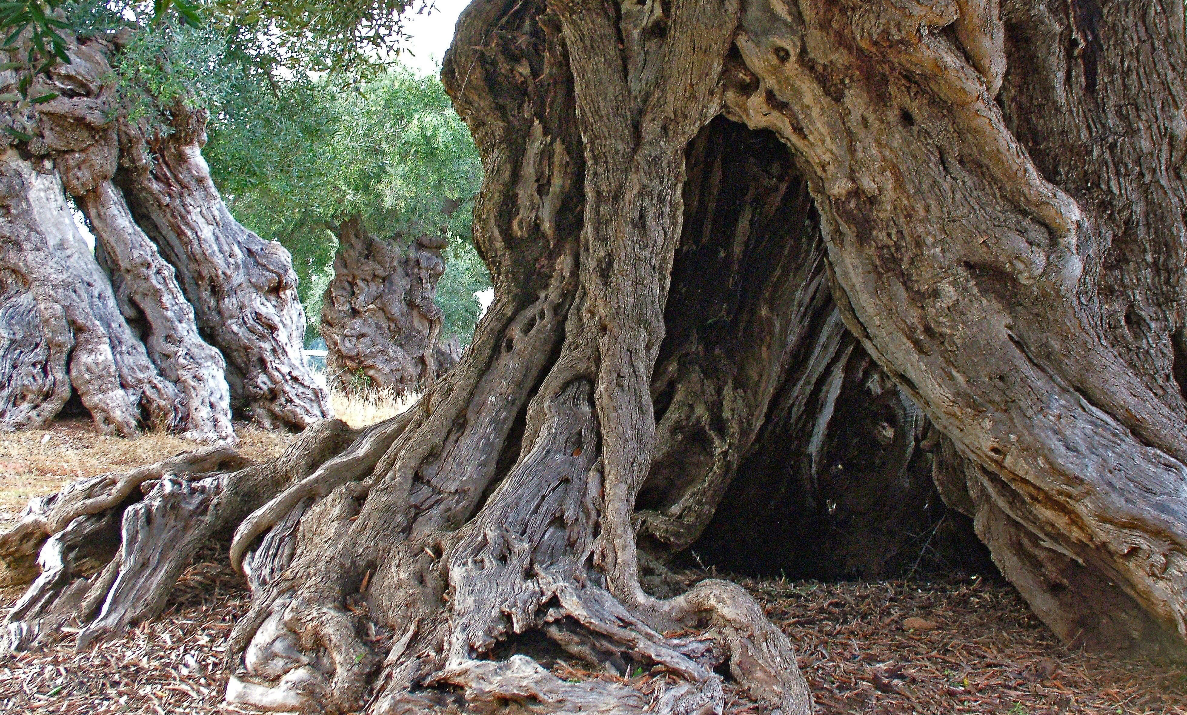 E Gli Alberi Votarono Ancora Per L'ascia
