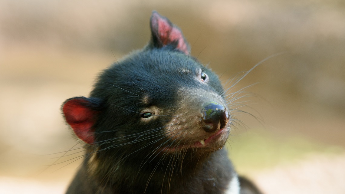 Come Si Chiama Il Diavolo Della Tasmania