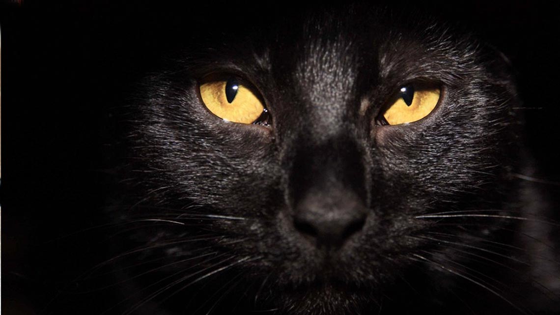 Il Gatto Nero Un Talismano E Porta Fortuna Ecco Perch 