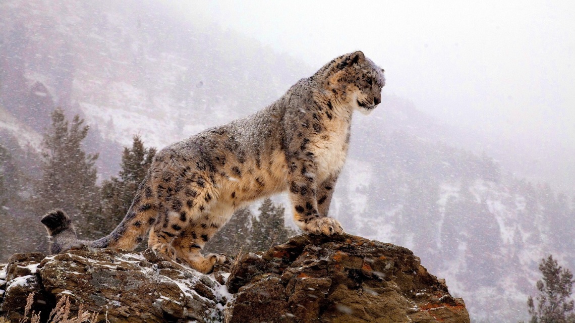 Risultati immagini per leopardo delle nevi