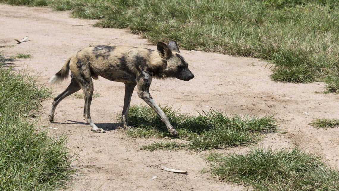Licaone o lycaon pictus tutto sul cane iena africano LifeGate