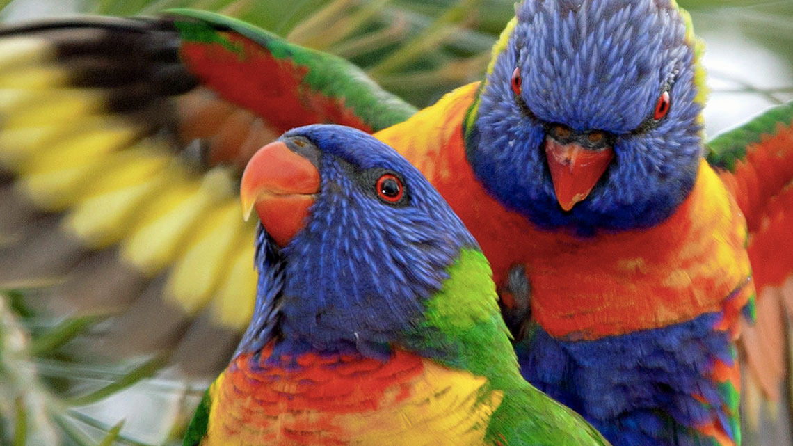 La Festa Di San Valentino Tra Gli Animali I Pi Buffi Rituali Di 
