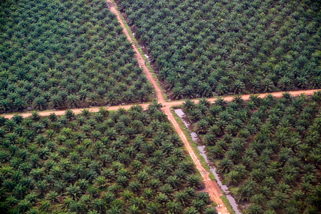 piantagioni-palma-da-olio