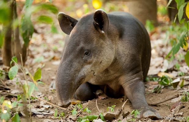 Risultati immagini per tapiro