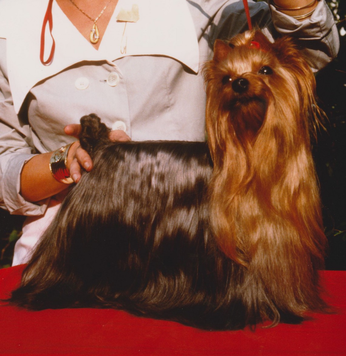 Toppa Termoadesiva Yorkshire Terrier - Finalmente Home, Faccia Di Cane Per Abbigliamento E Accessori