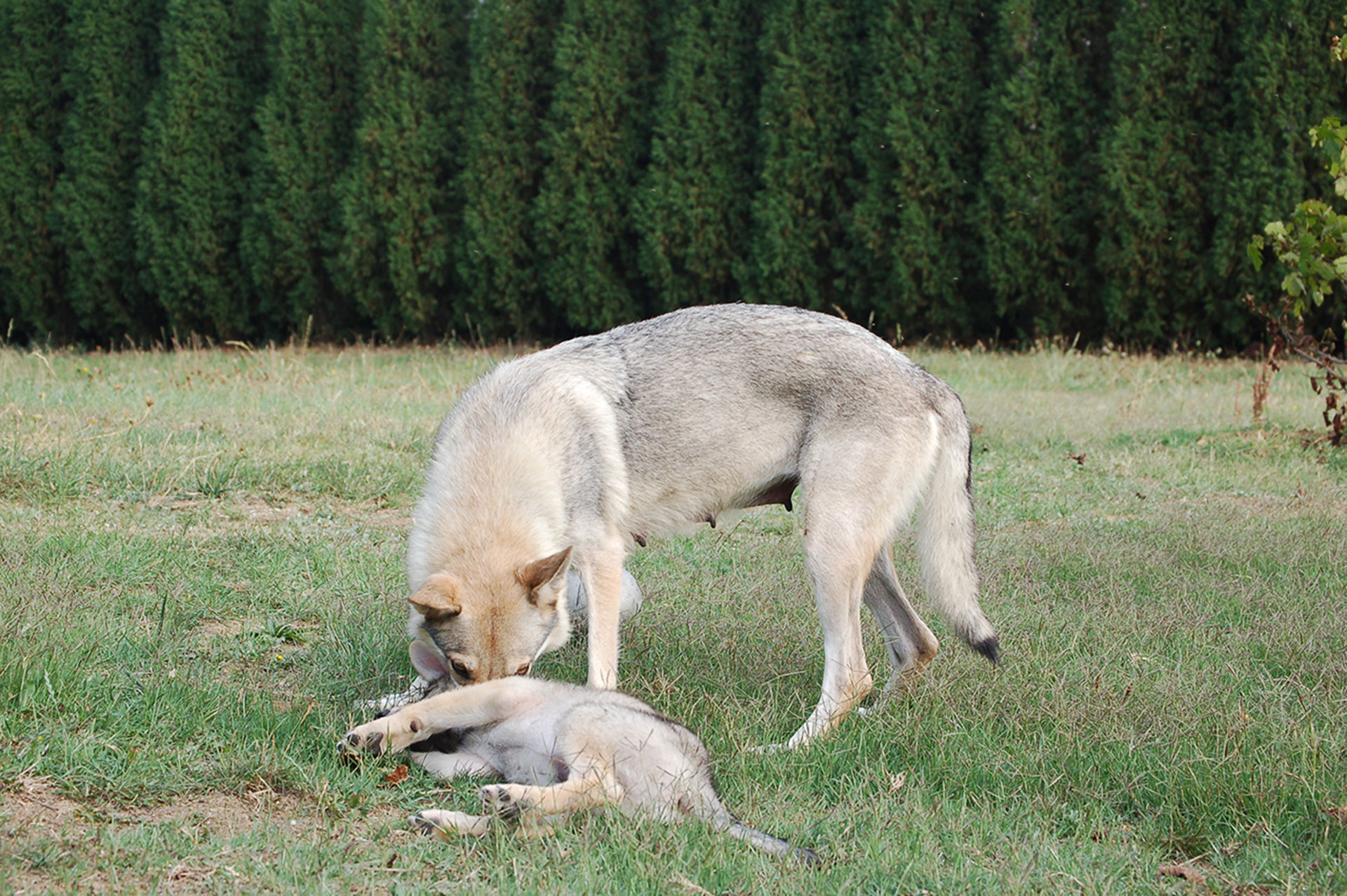 Vomito del cane: cosa fare e tutti i rimedi - LifeGate