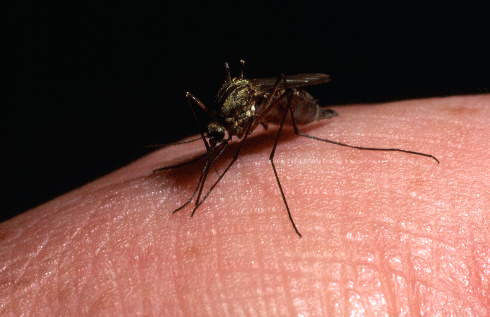 punture di zanzara