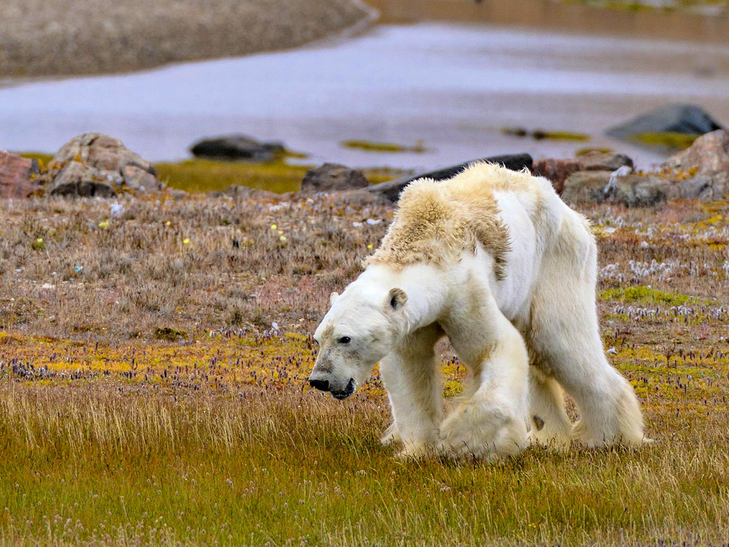 2017, Paul Nicklen: l'orso polare morente nel villaggio abbandonato degli Inuit