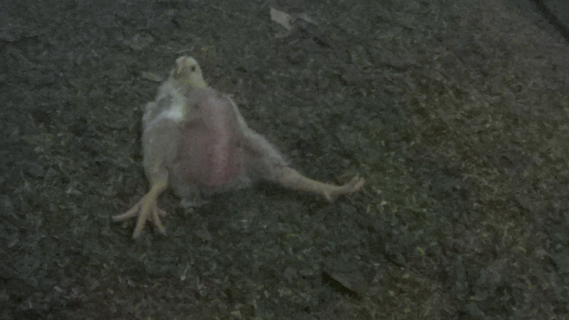 Gli Allevamenti Intensivi Di Polli Sono Crudeli Per Gli Animali E Pericolosi Per La Salute Umana Ambiente