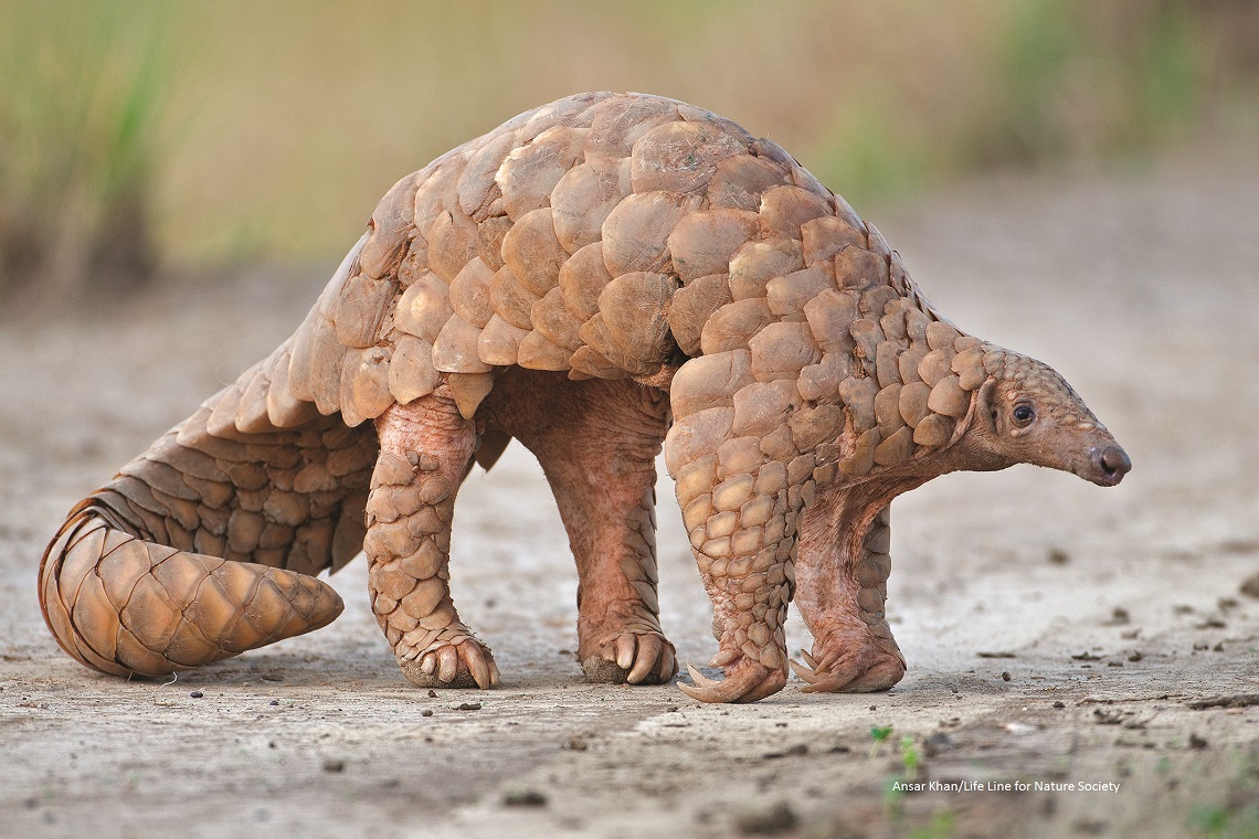 Pangolino Pangolino