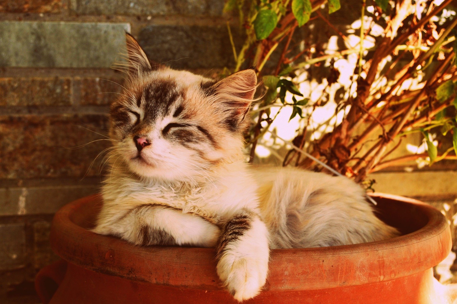 Un gatto sofferente di artrosi spesso si nasconde e soffre in silenzio