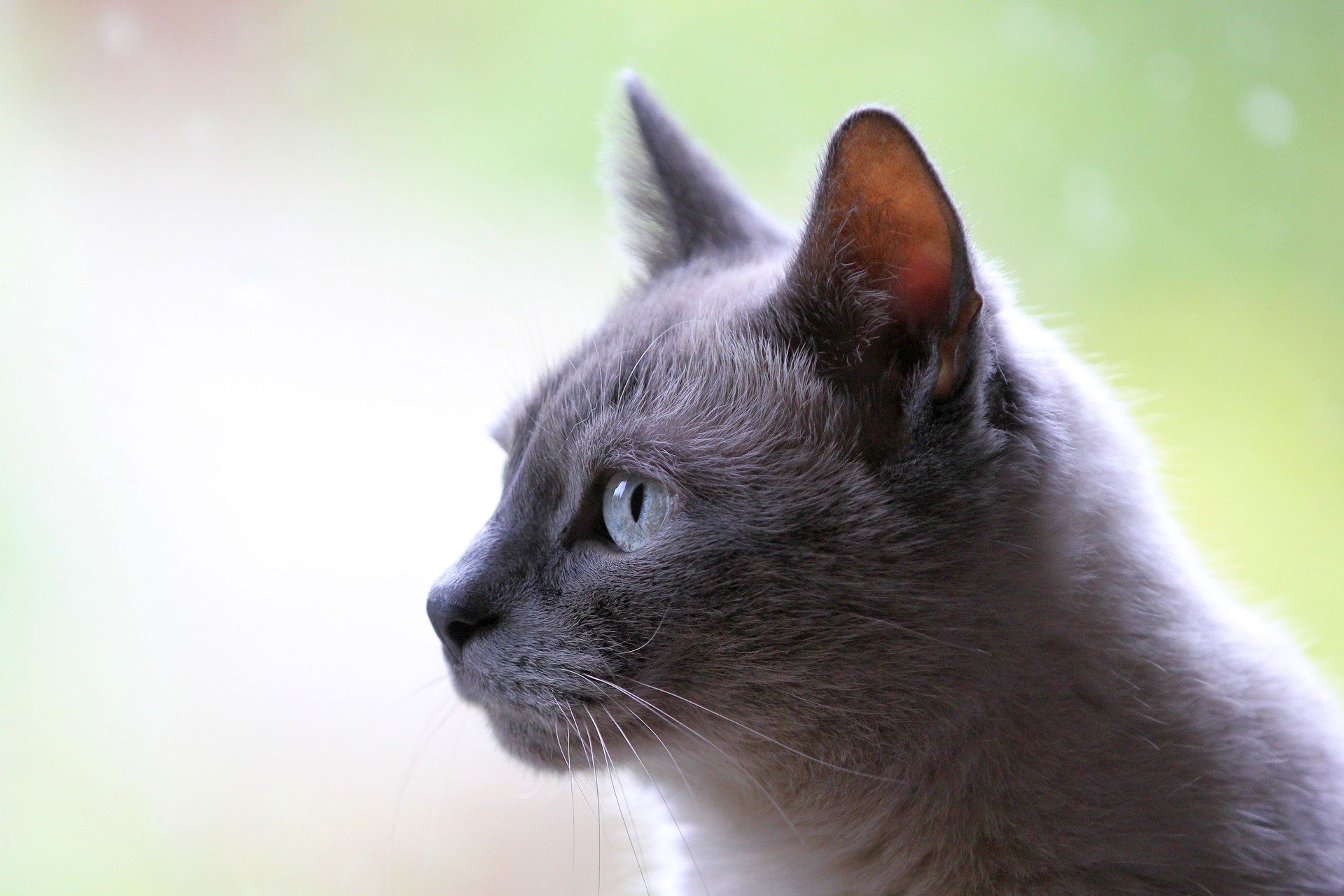 I gatti soffrono spesso di artrosi