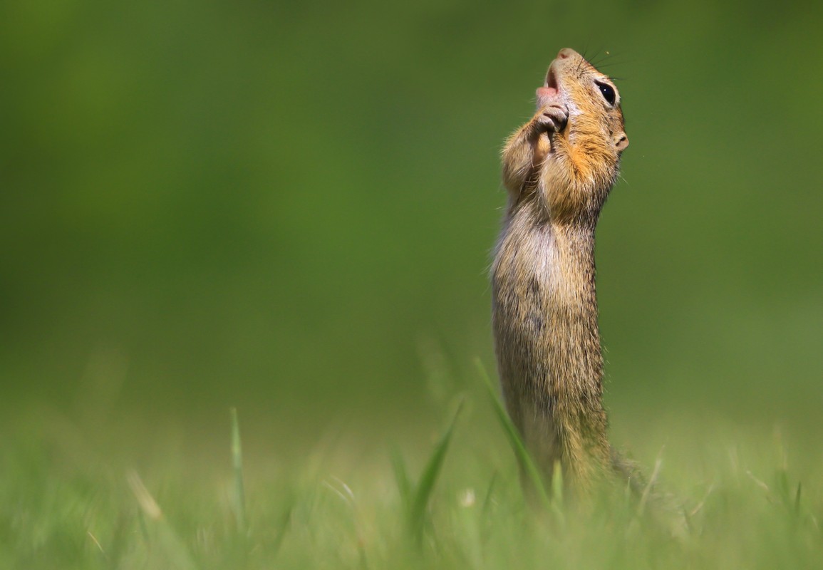 scoiattolo canta Comedy wildlife photography award 2020