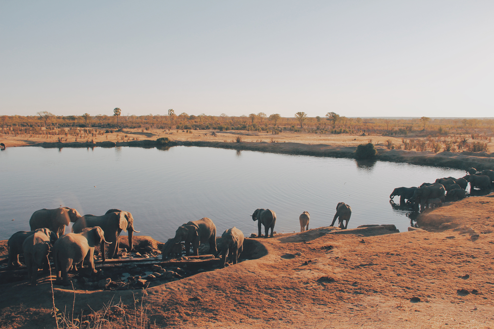 Il governo dello Zimbabwe venderà le licenze per cacciare 500 elefanti