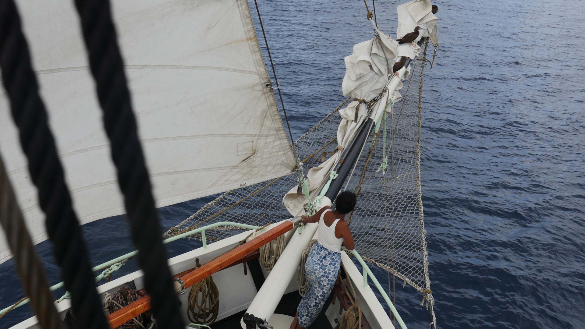 Nova a prua con due ospiti pennuti