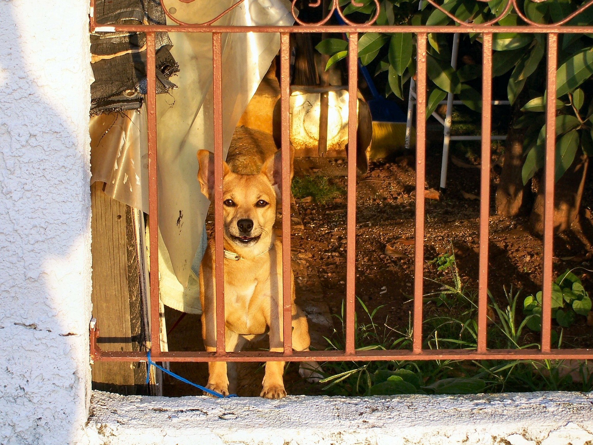 cane dietro grata