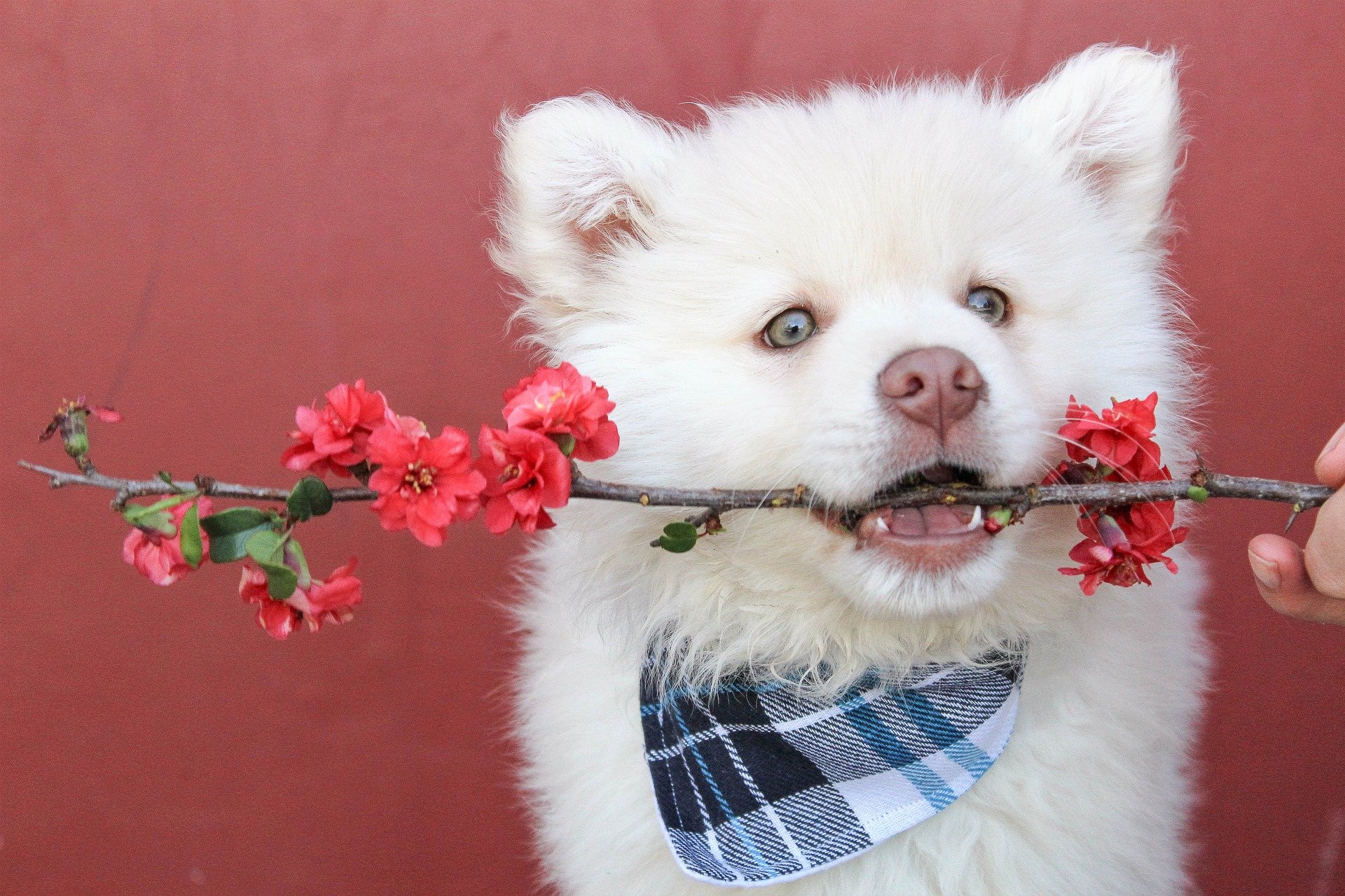 bandana cane