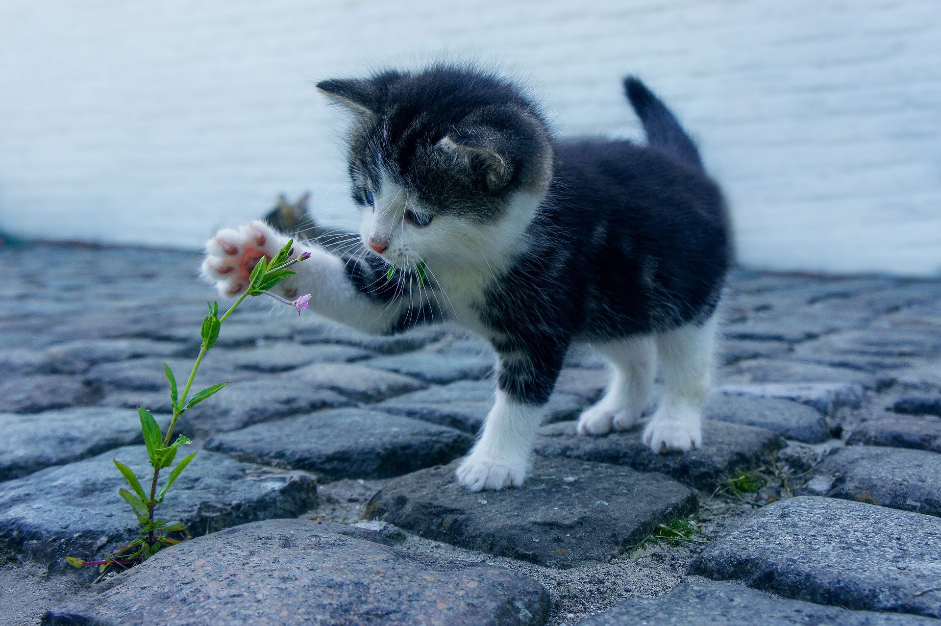 Gatti e cani, ma anche conigli e altri animali possono trovare aiuto dalla floriterapia