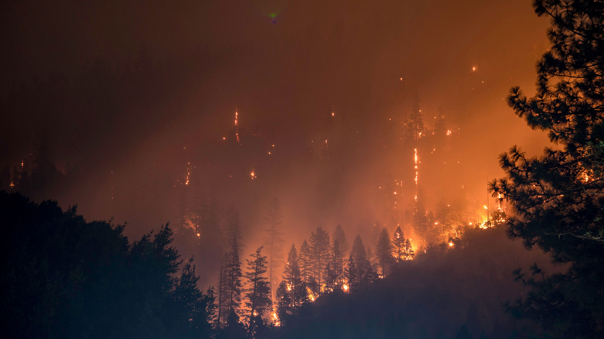 incendi delle foreste