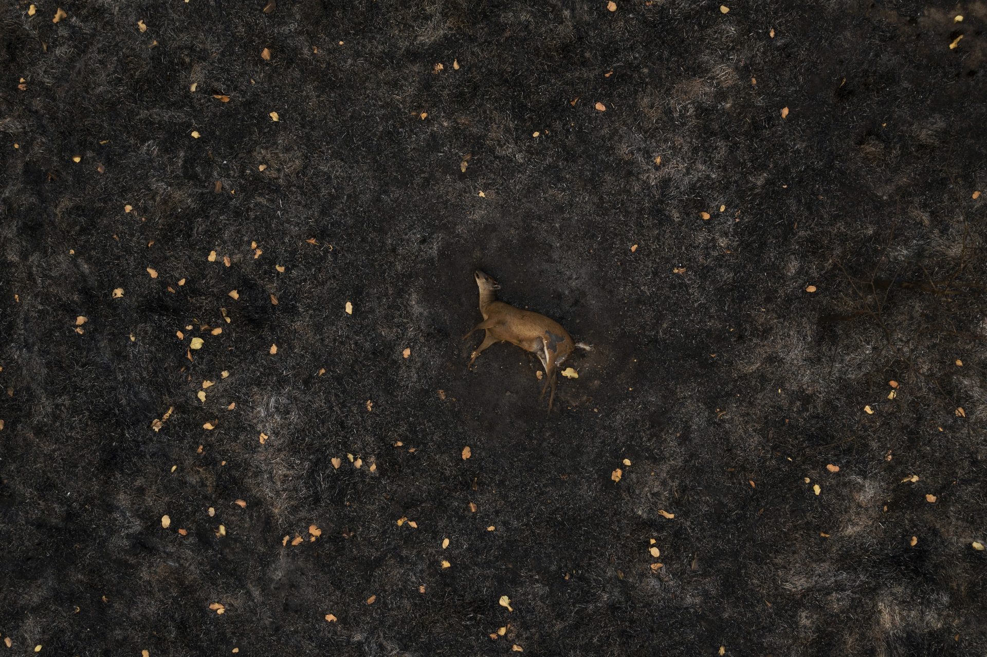 World press photo Storie di ambiente