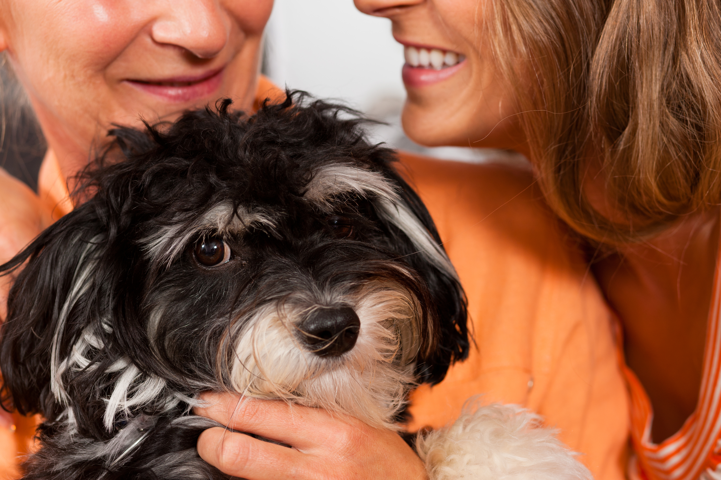 cane e donne ingimage