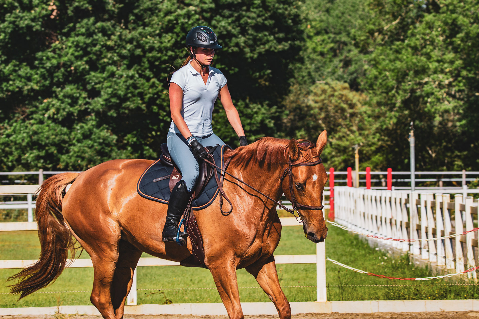 cavallo atleta