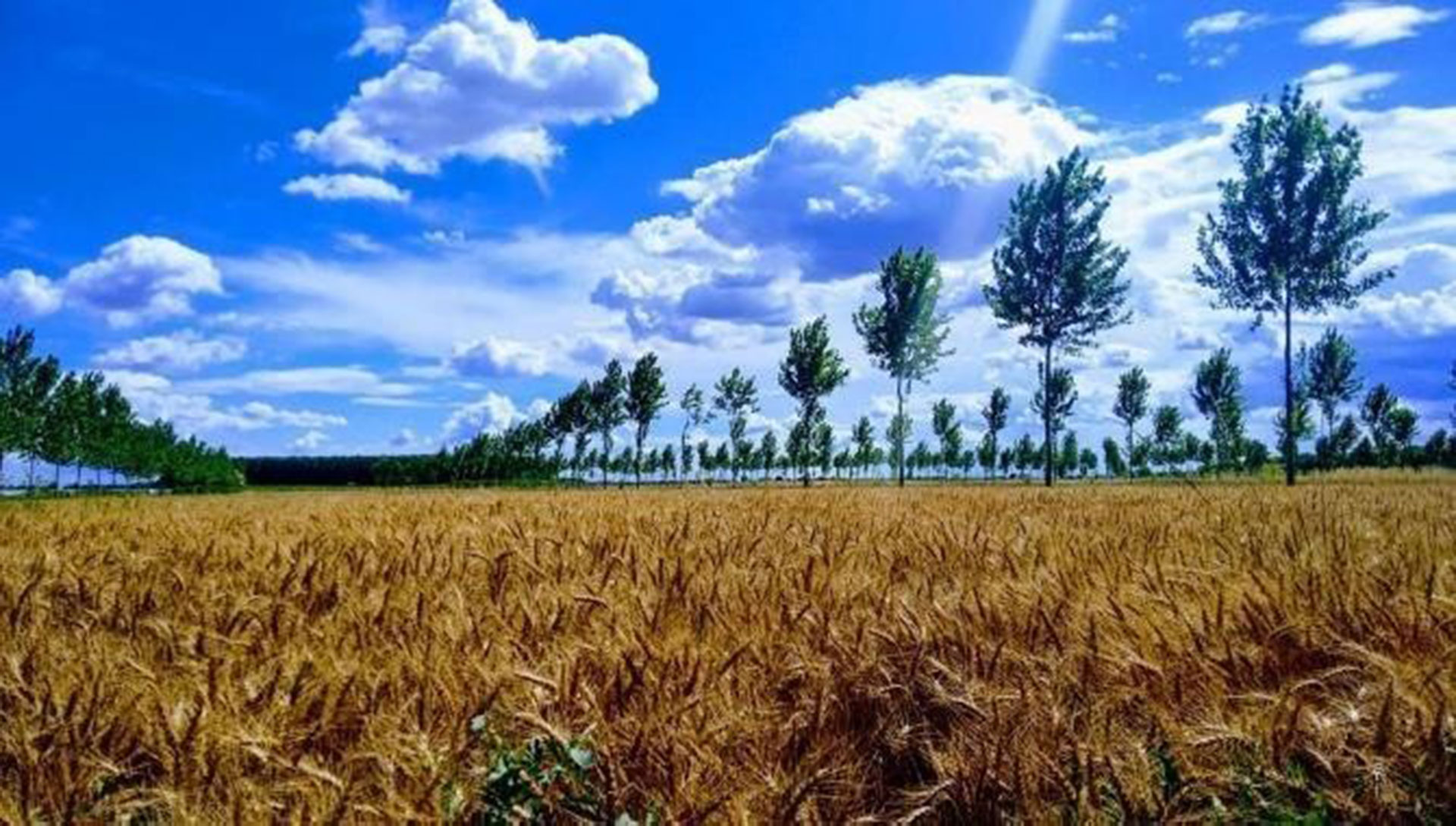 nuovo sistema di agroforestazione