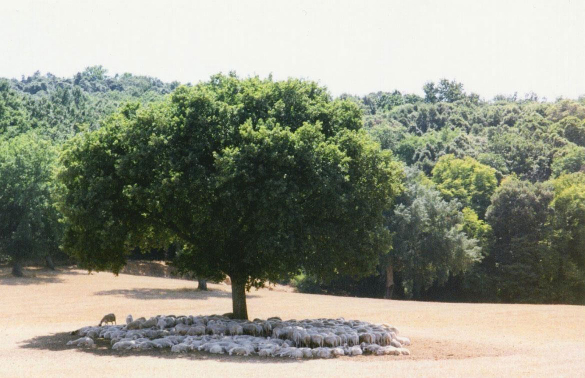 agroforestazione e pascolo