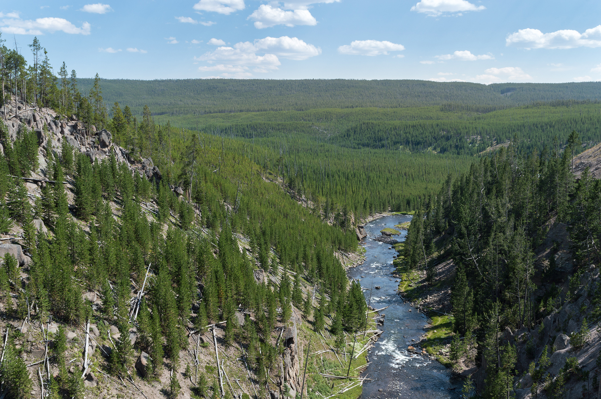 Sanzionato il governatore del Montana. Ha catturato e ucciso un lupo