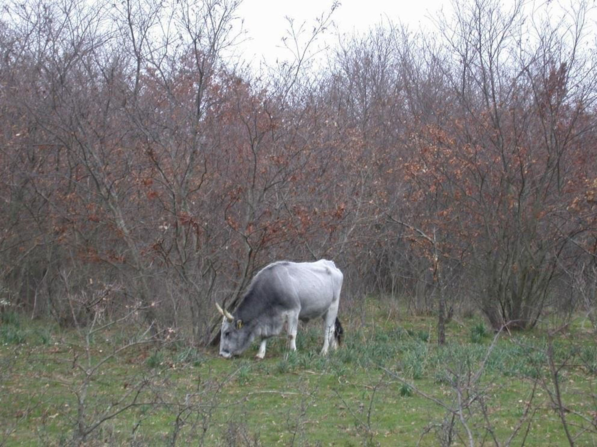 pascolo e agroforestazione