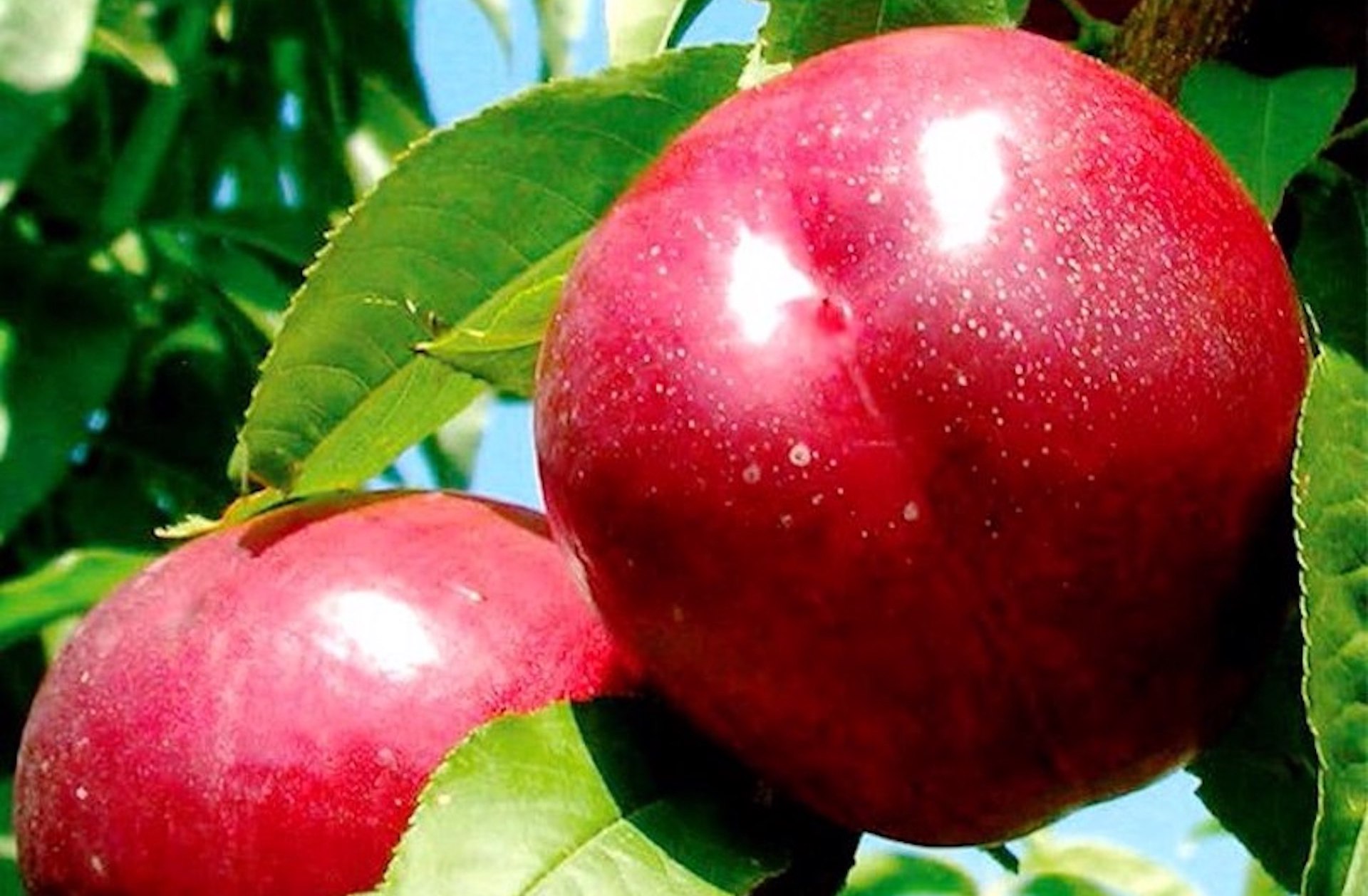 biodiversità alimentare