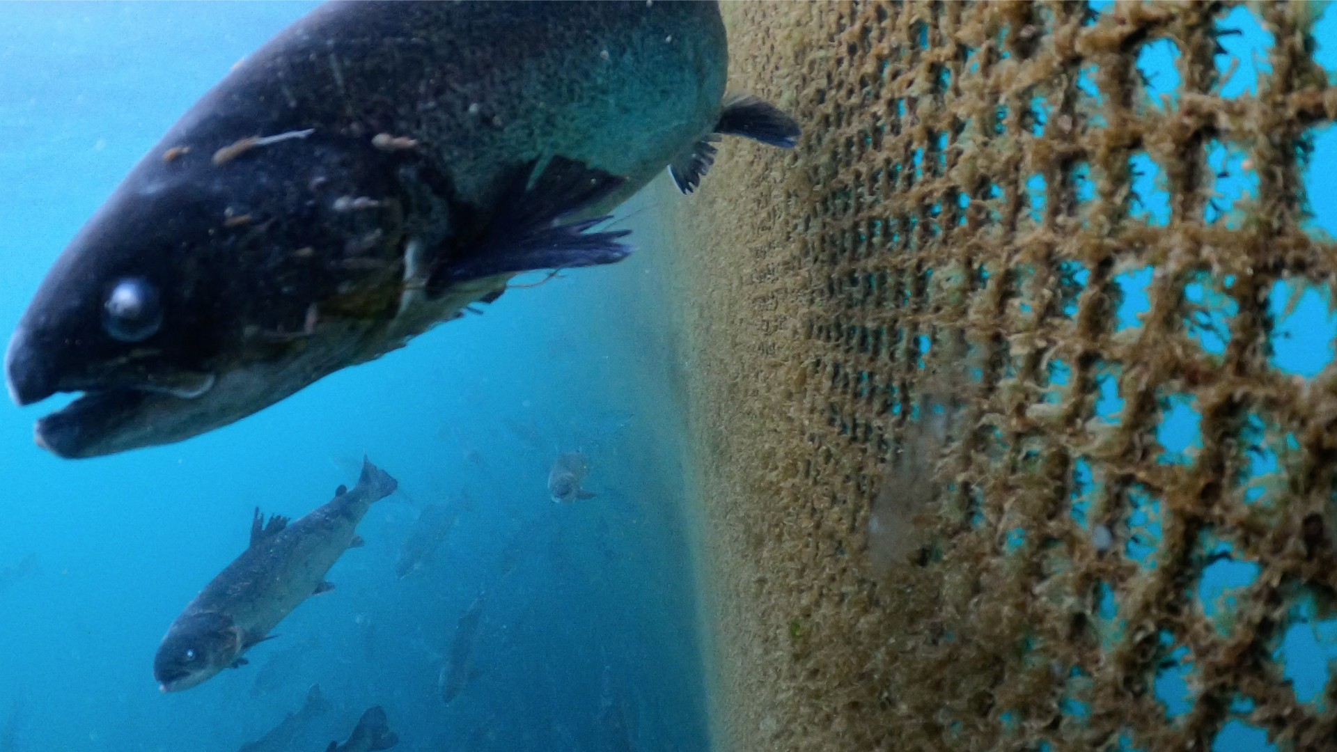 Un salmone in un allevamento scozzese nuota vicino a una rete