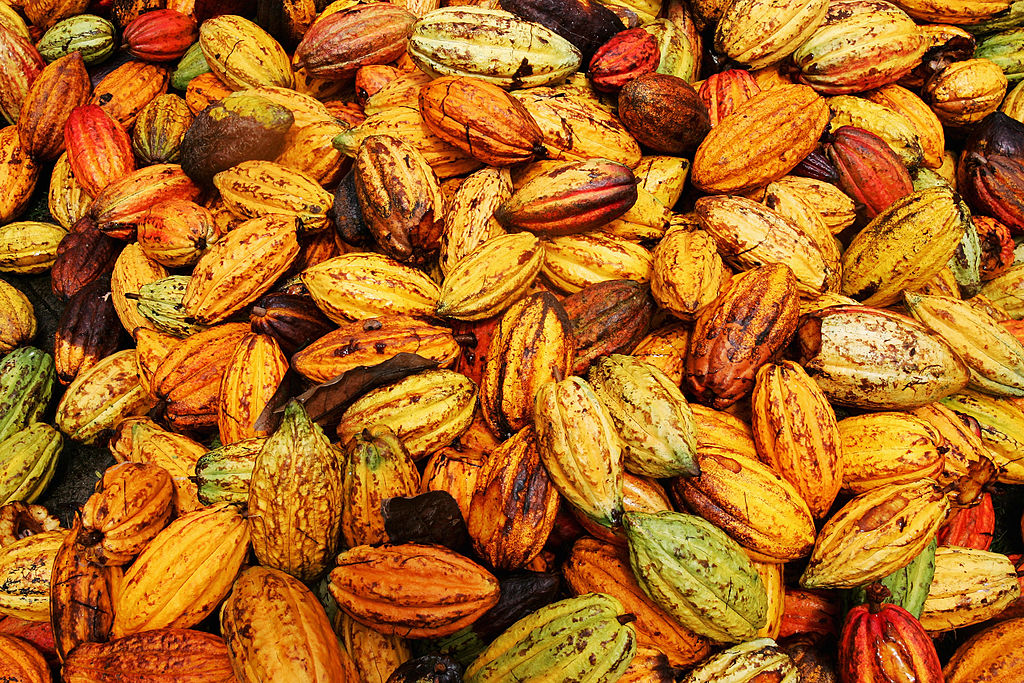 cacao, alberi