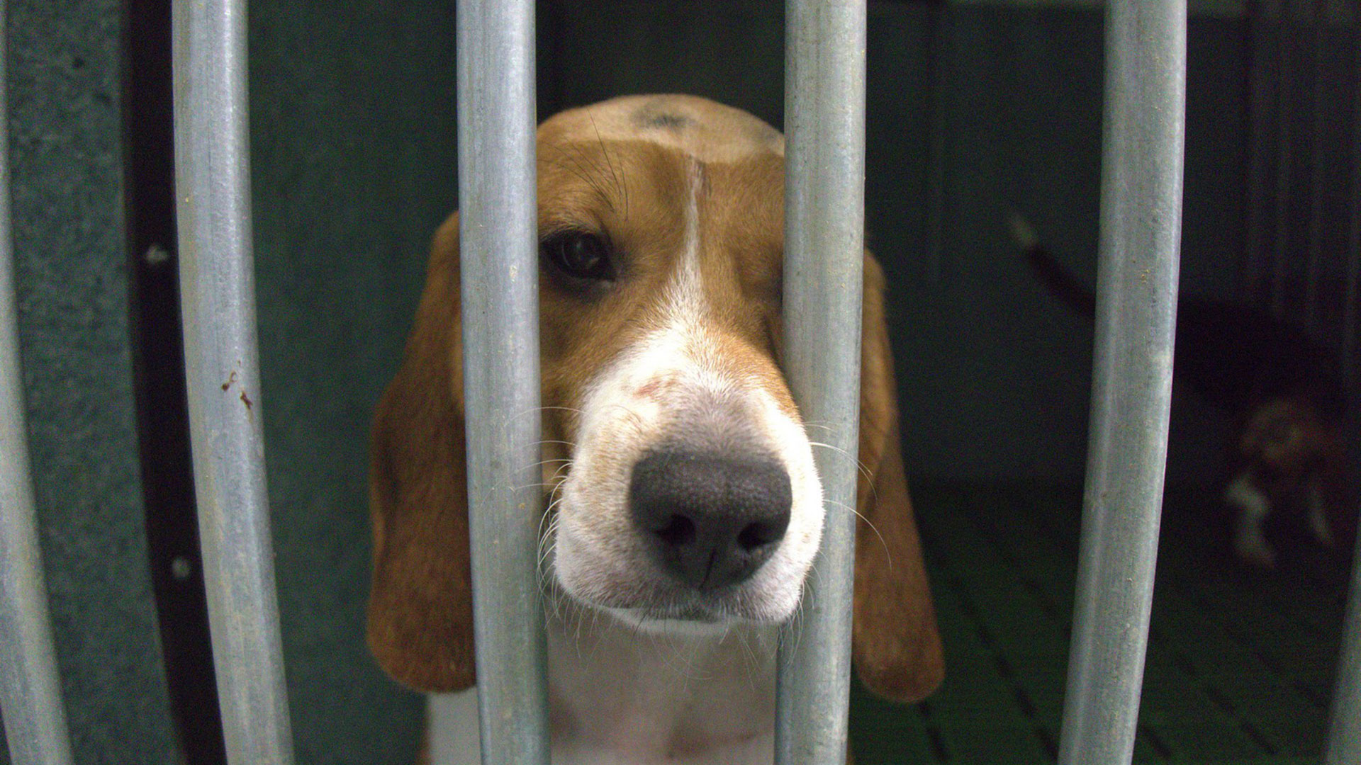 Un cane beagle rinchiuso in un laboratorio spagnolo