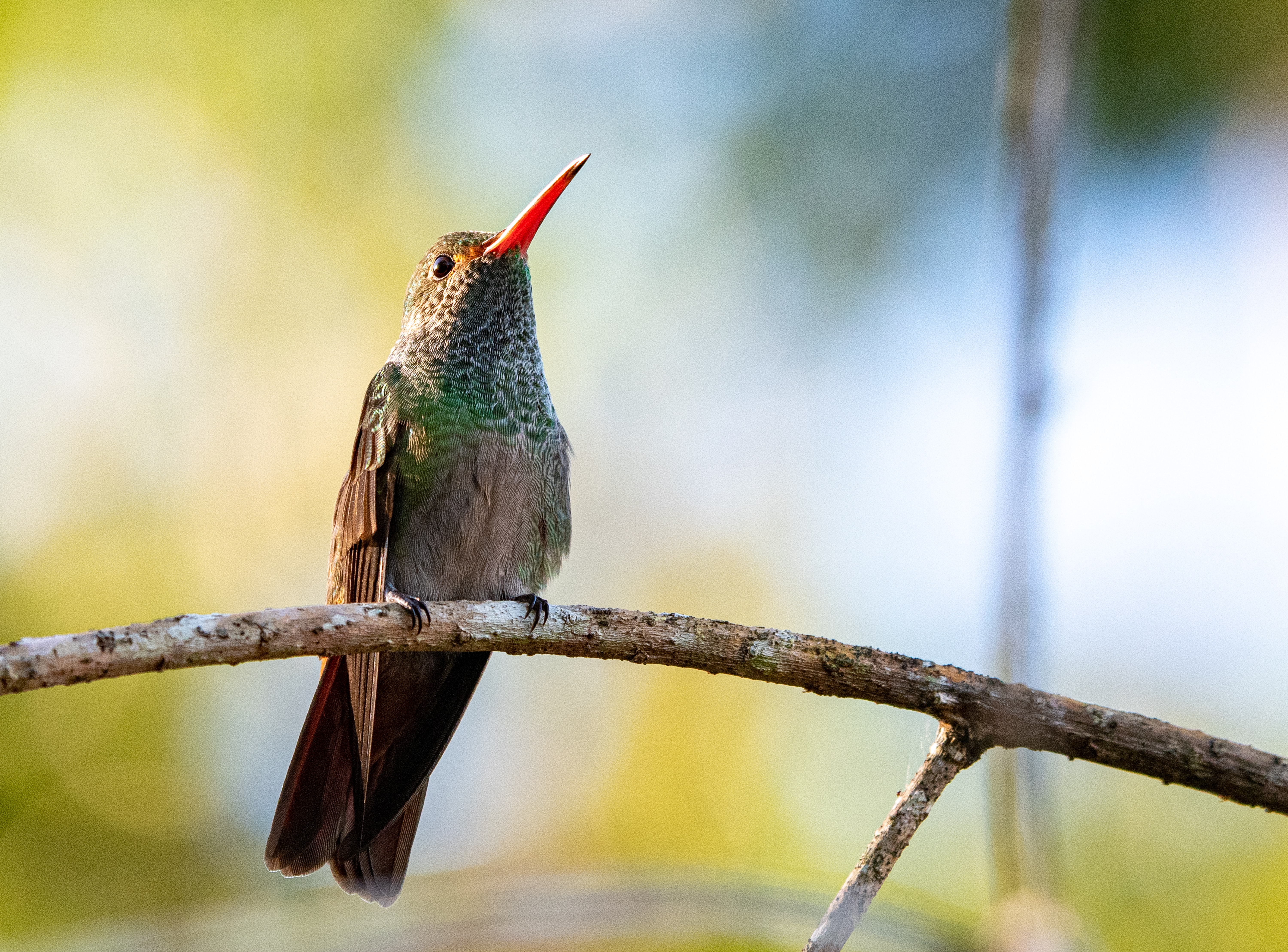 Un colibrì su un albero