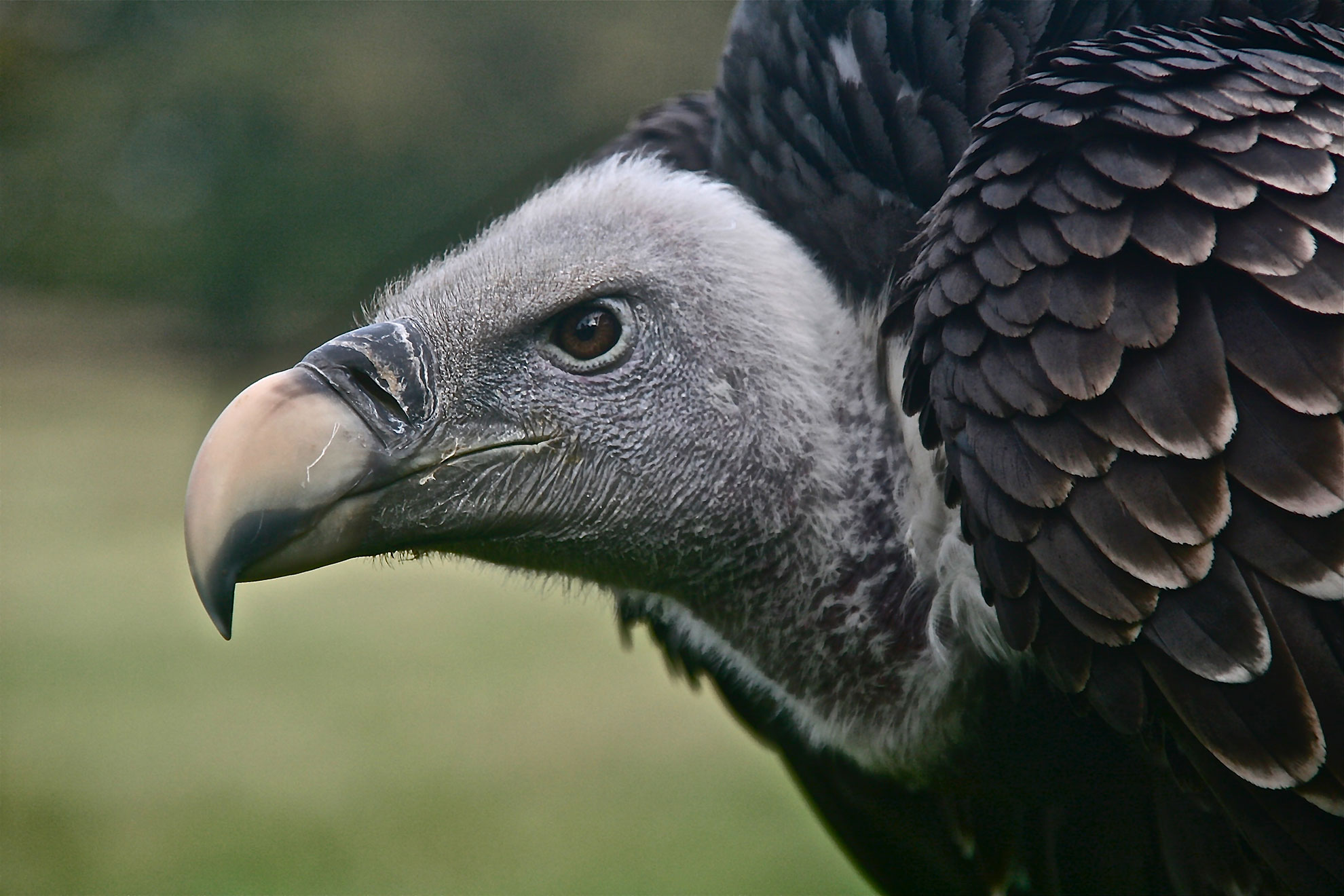 Morto il primo avvoltoio europeo per colpa del diclofenac