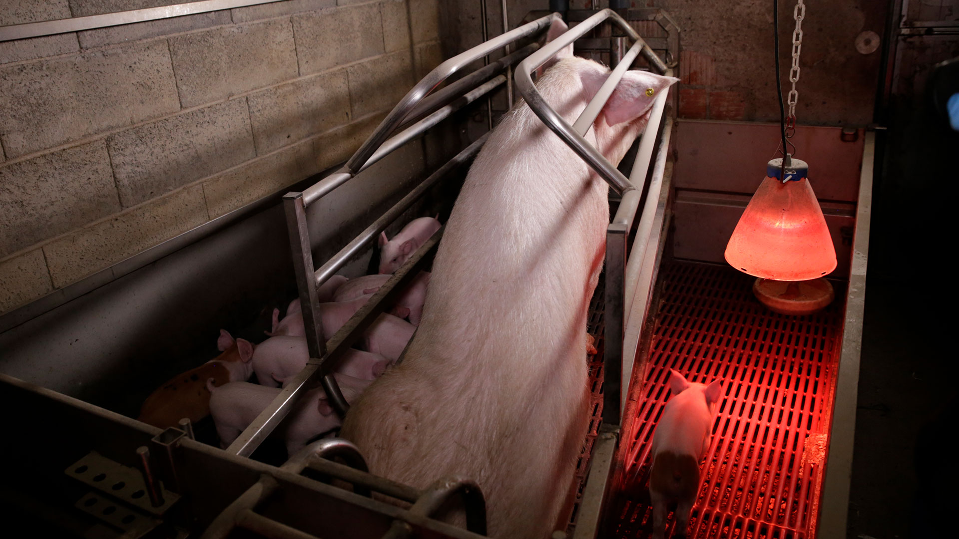 Un maiale in gabbia con i suoi cuccioli