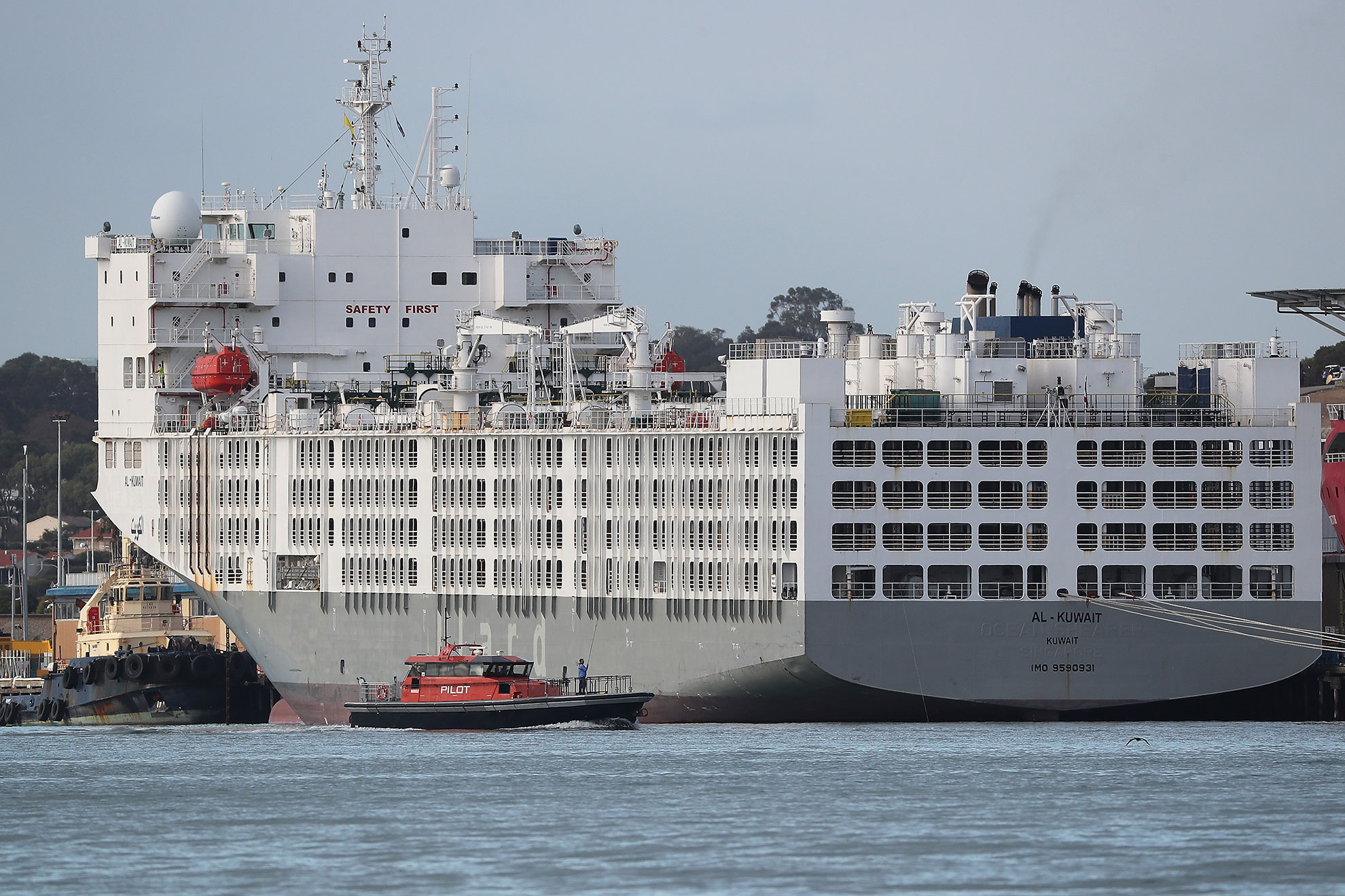 Una nave dedicata al trasporto di animali vivi