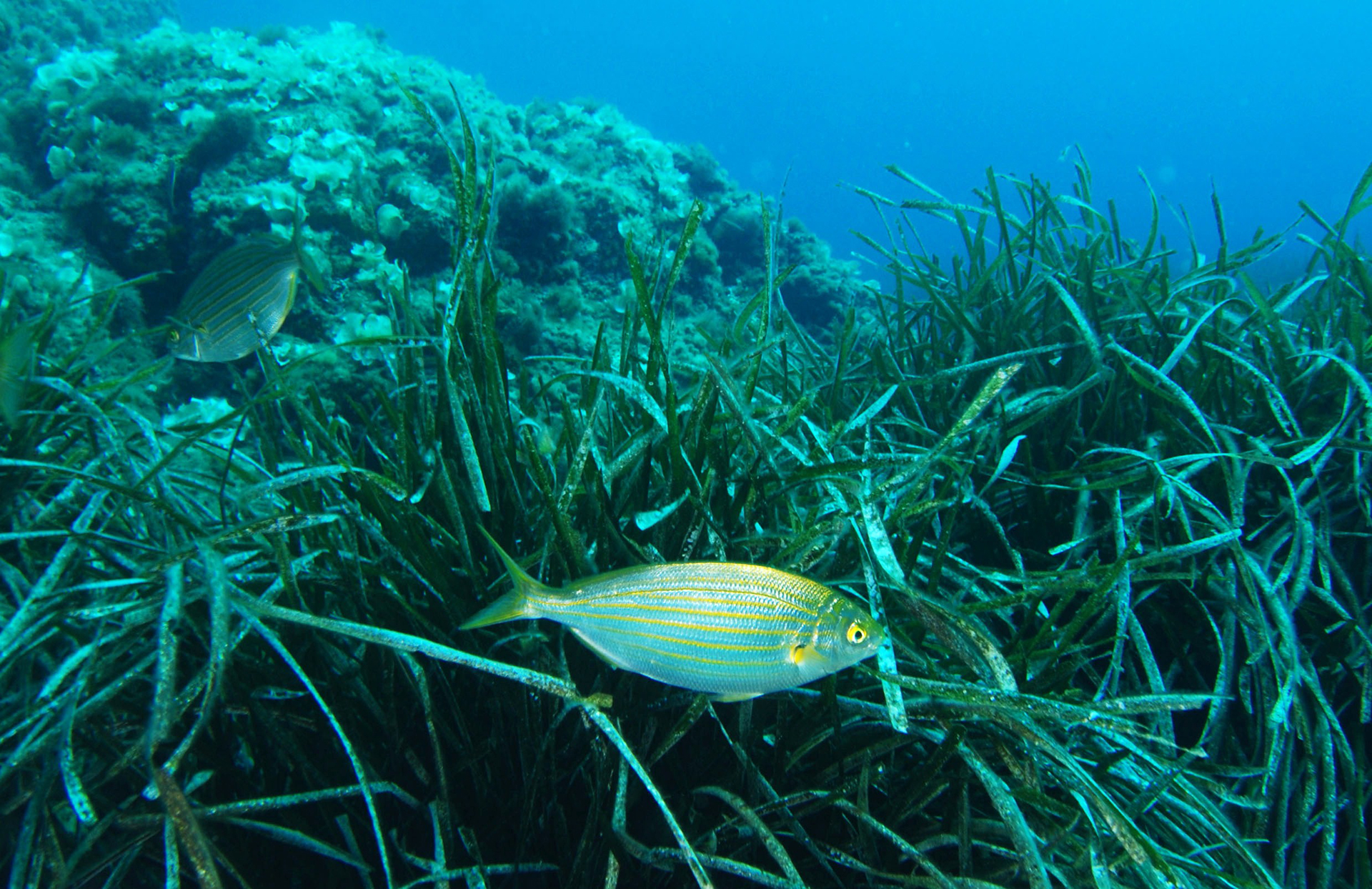 Praterie sottomarine