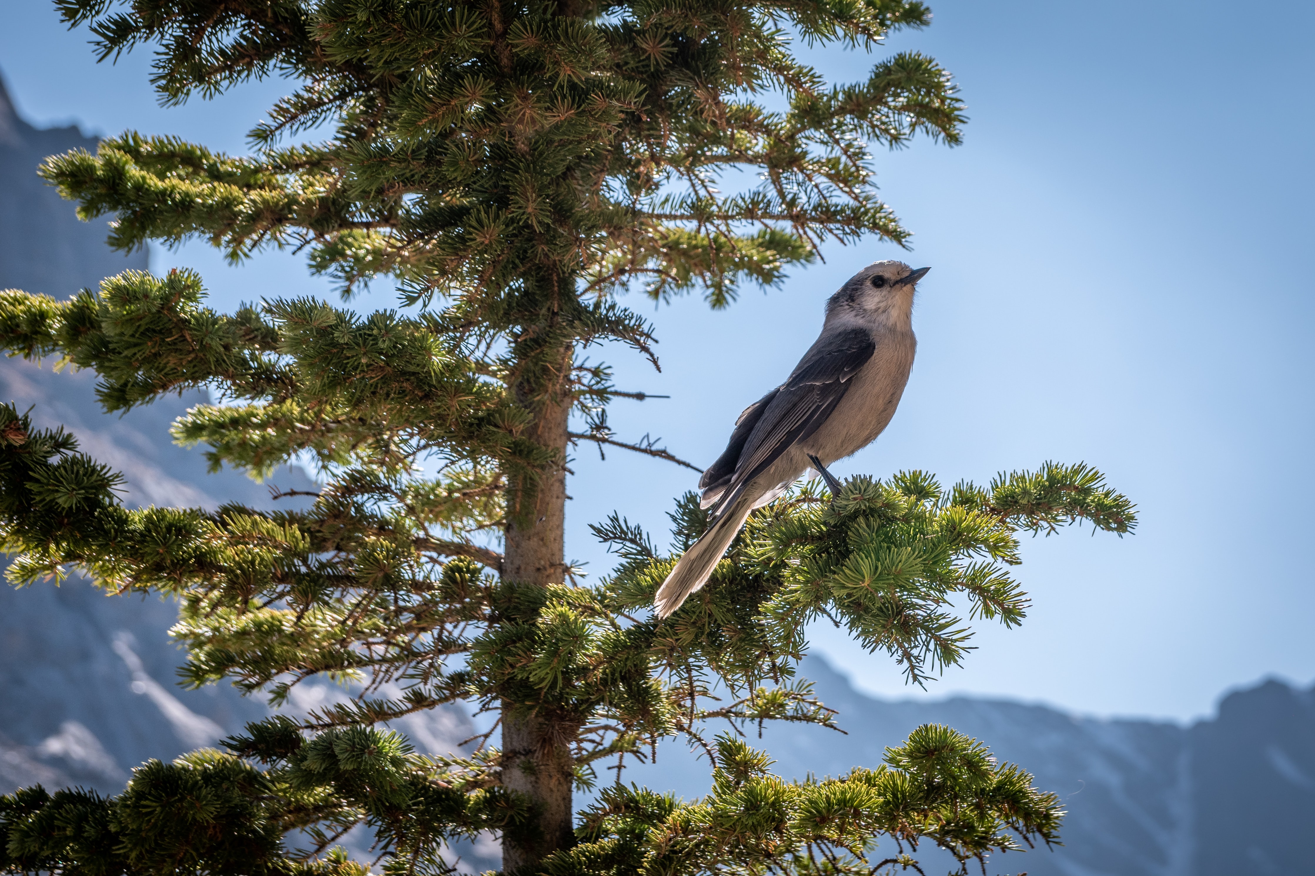 Un uccellino su un albero