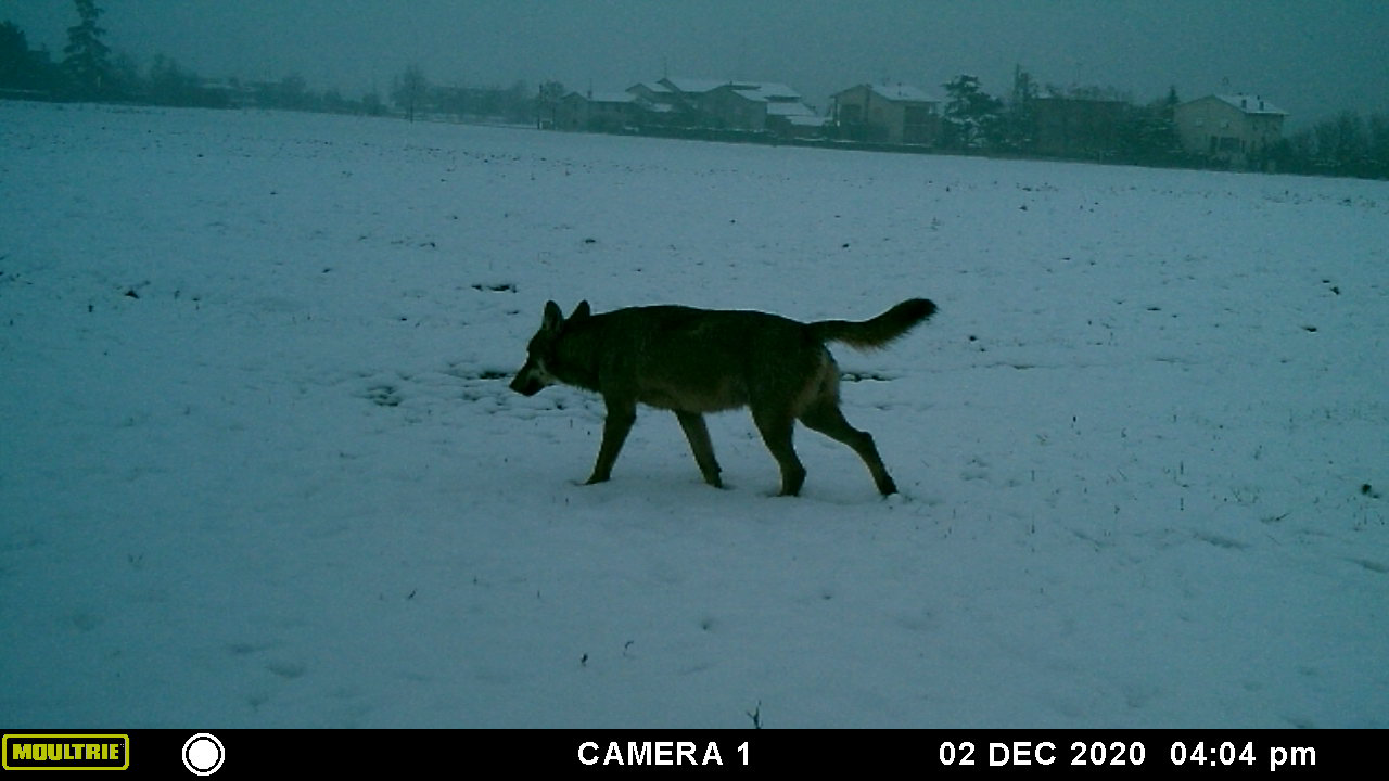 Wolf Apennine center