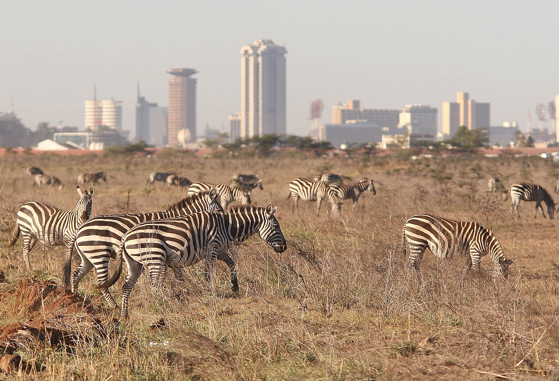 Zebre