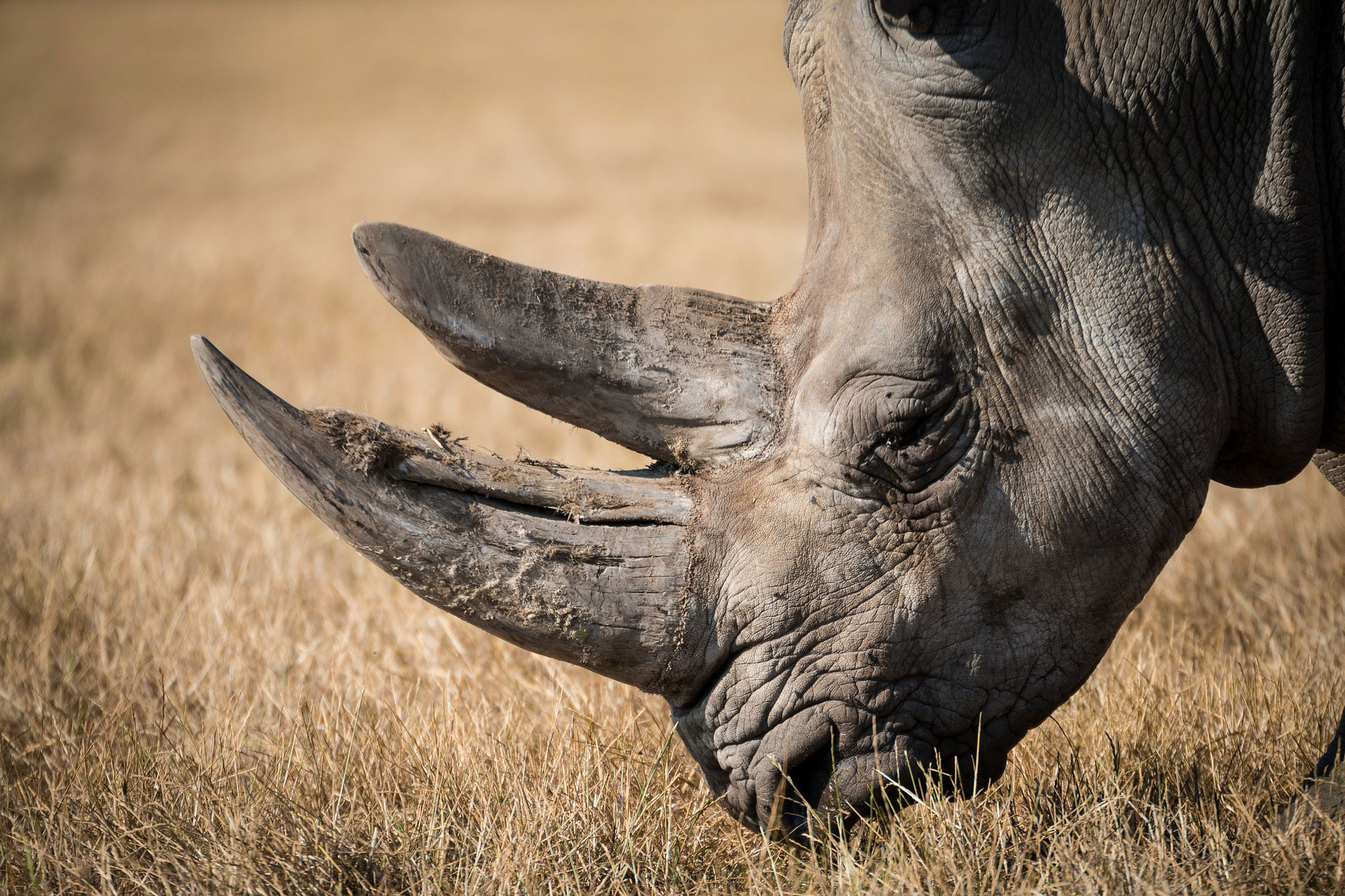 Zimbabwe, i rinoceronti tornano nel parco di Gonarezhou dopo 30 anni