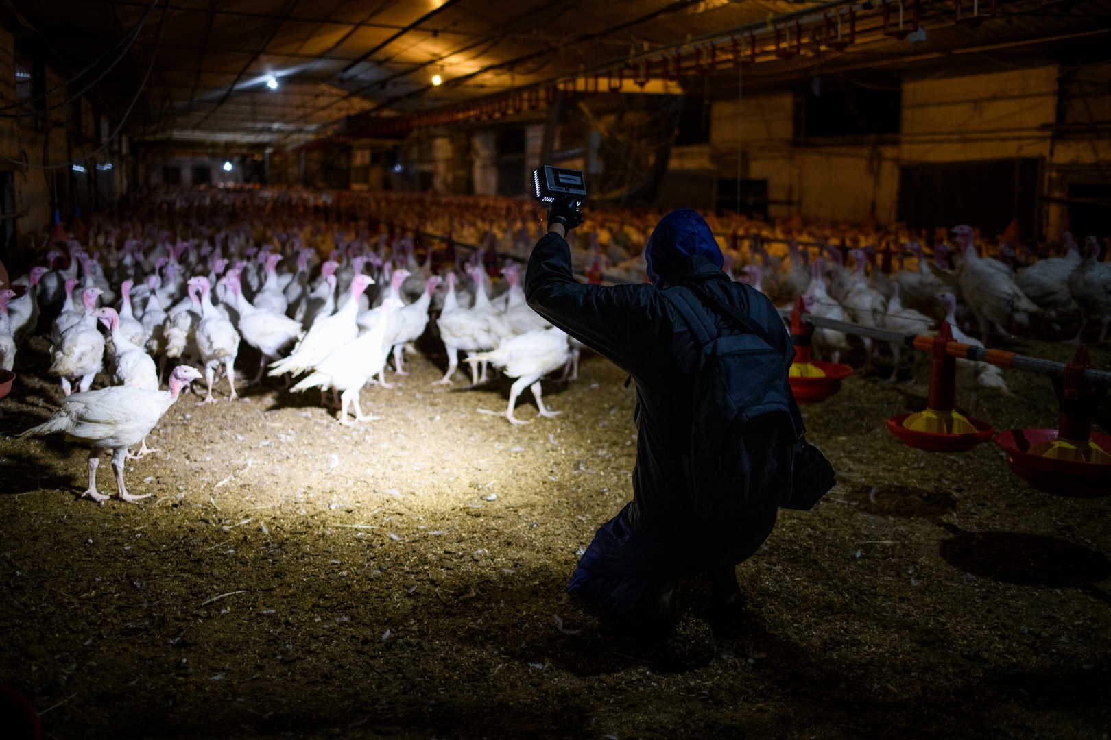 Un'indagine di Essere animali in un allevamento italiano