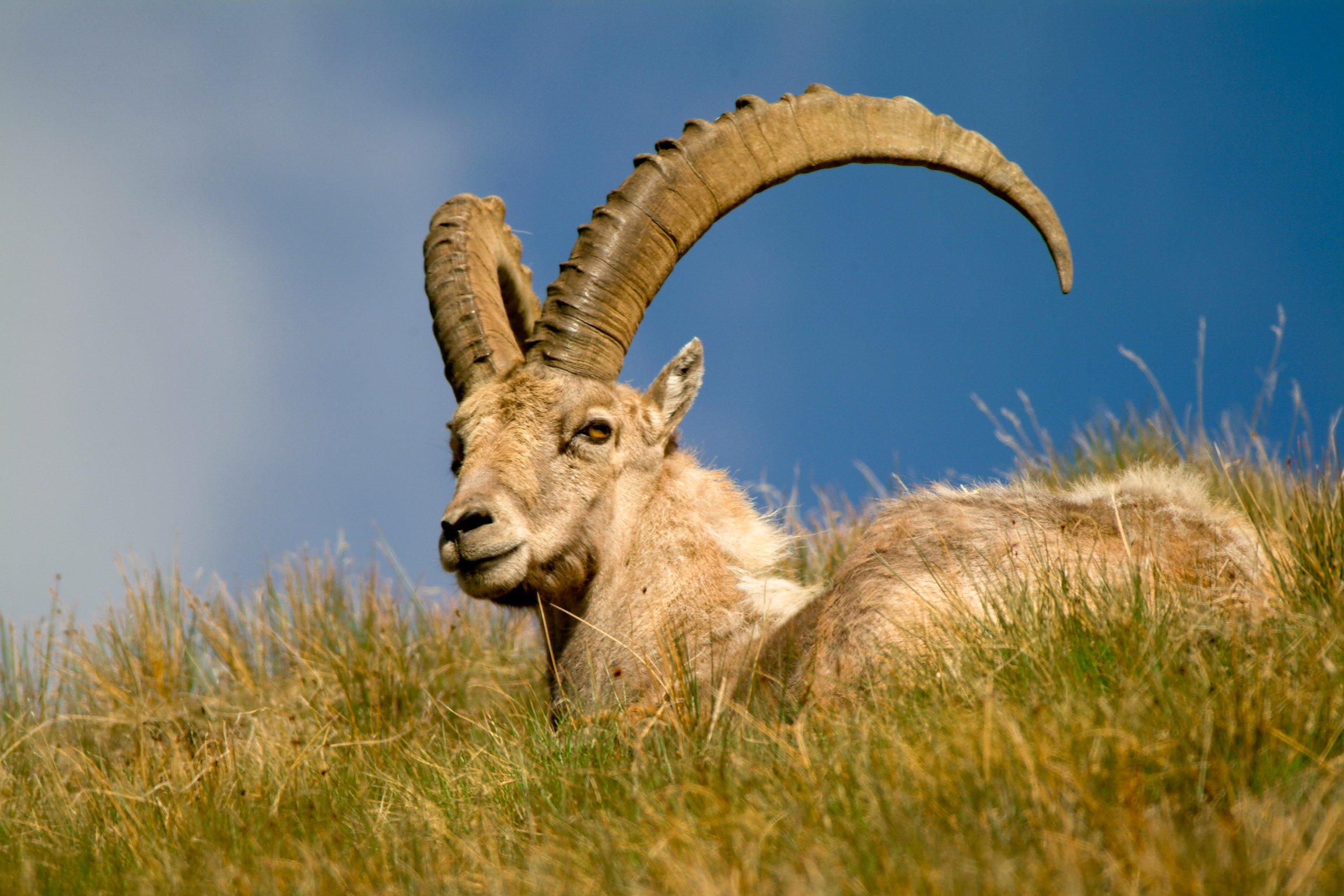 stambecco, uno dei magnifici sette