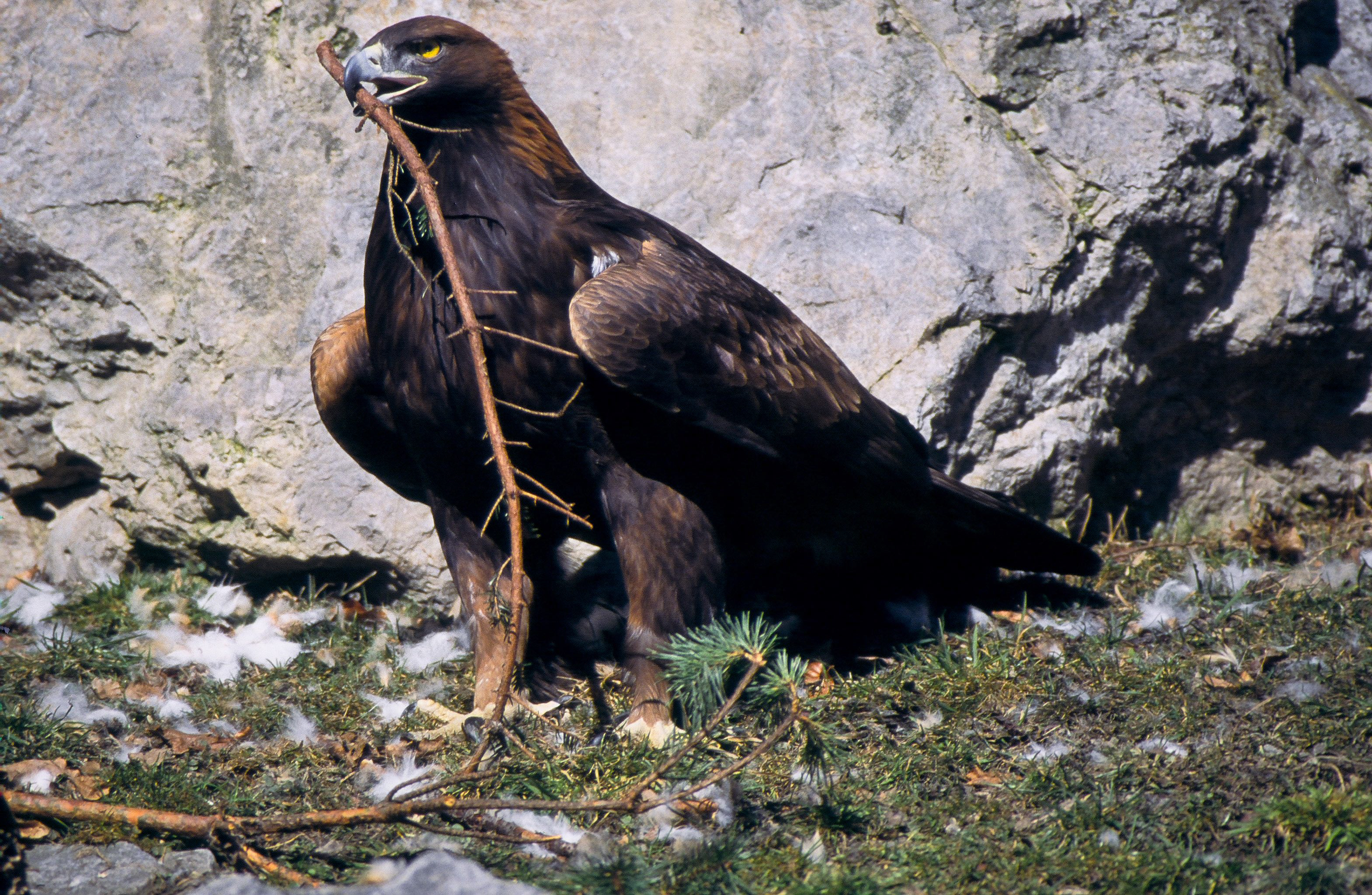 Aquila