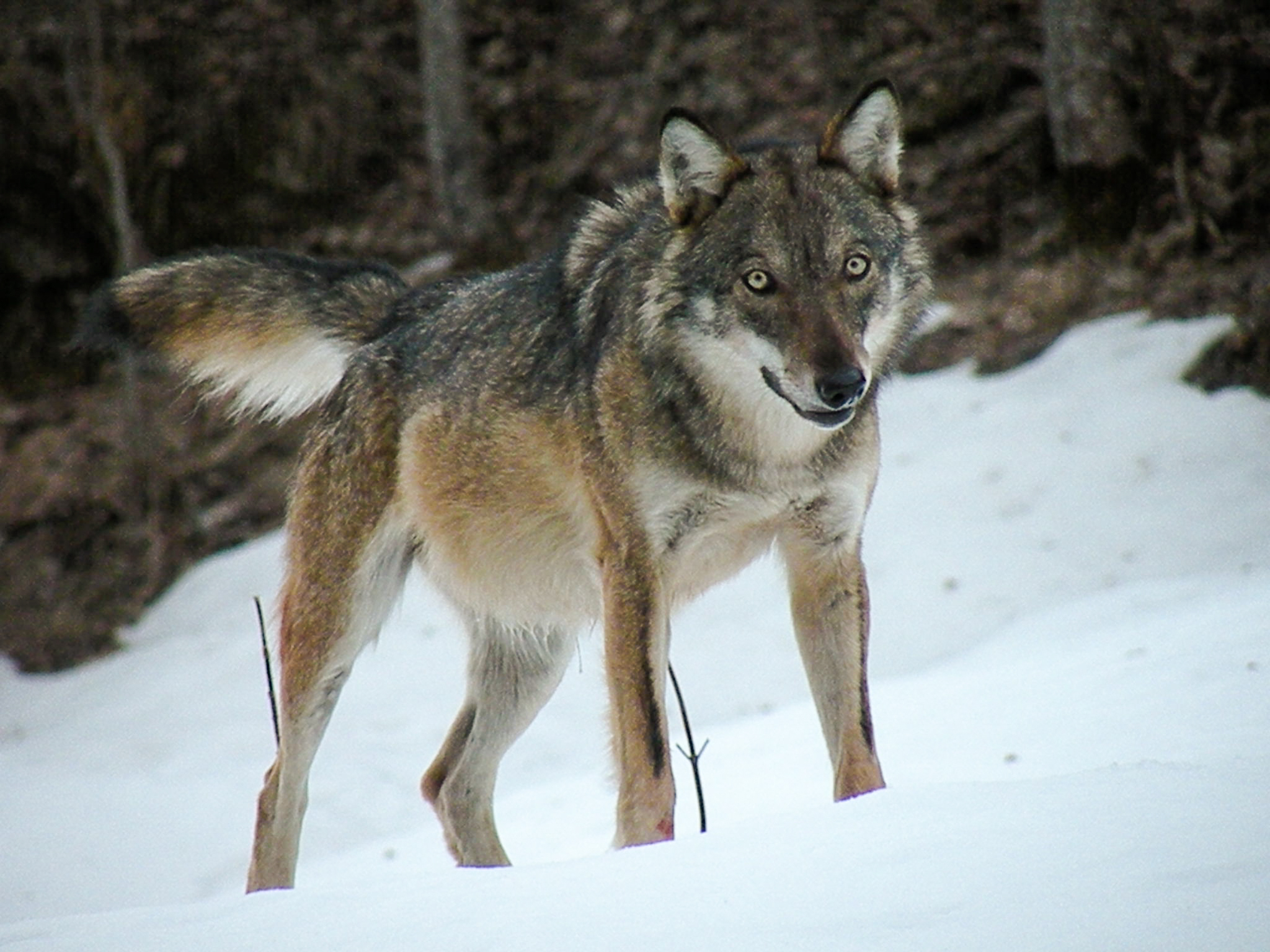 lupo, uno dei magnifici sette