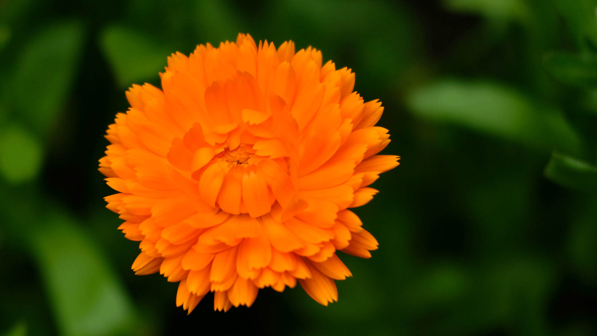 calendula