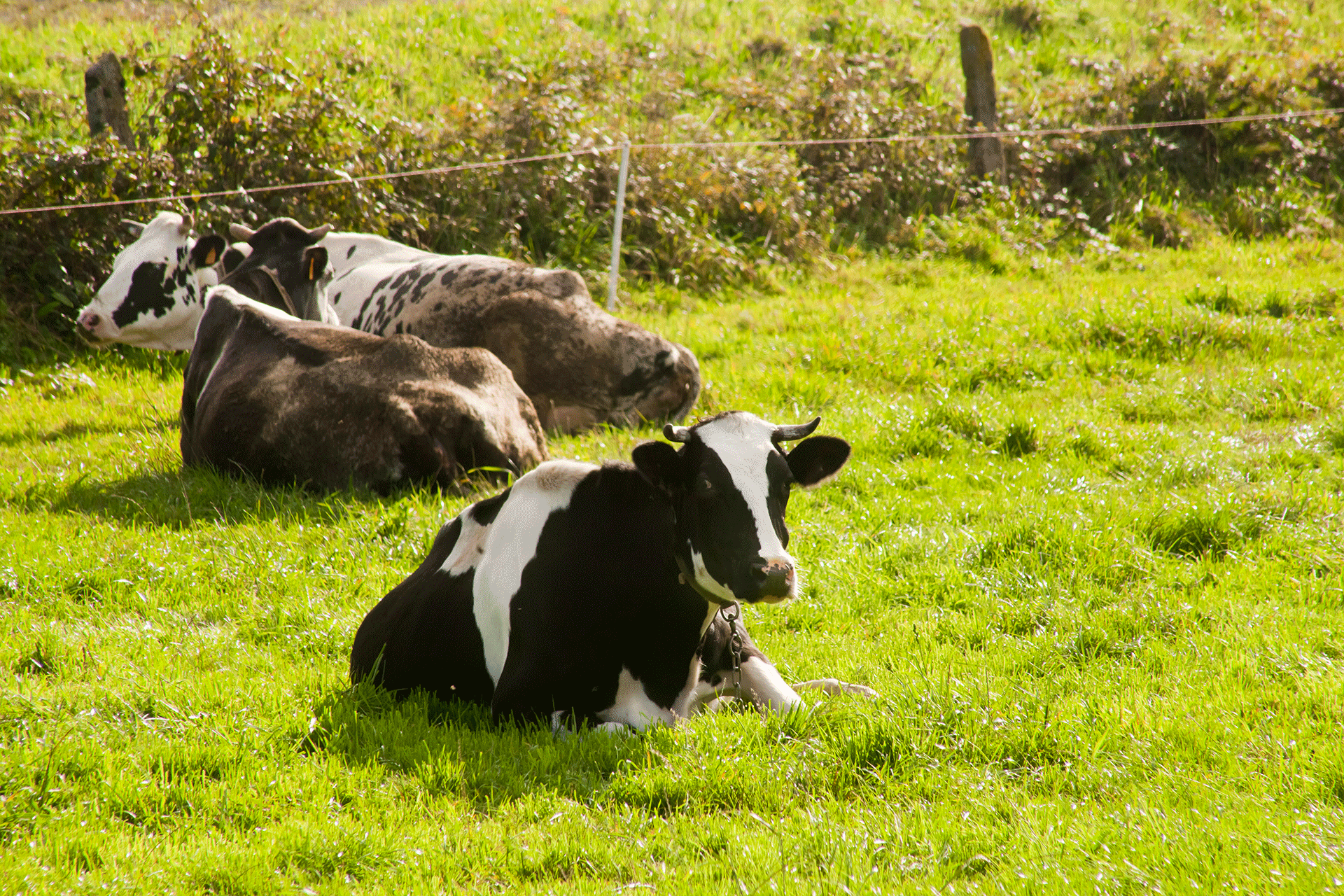 benessere animale Bugie In Etichetta