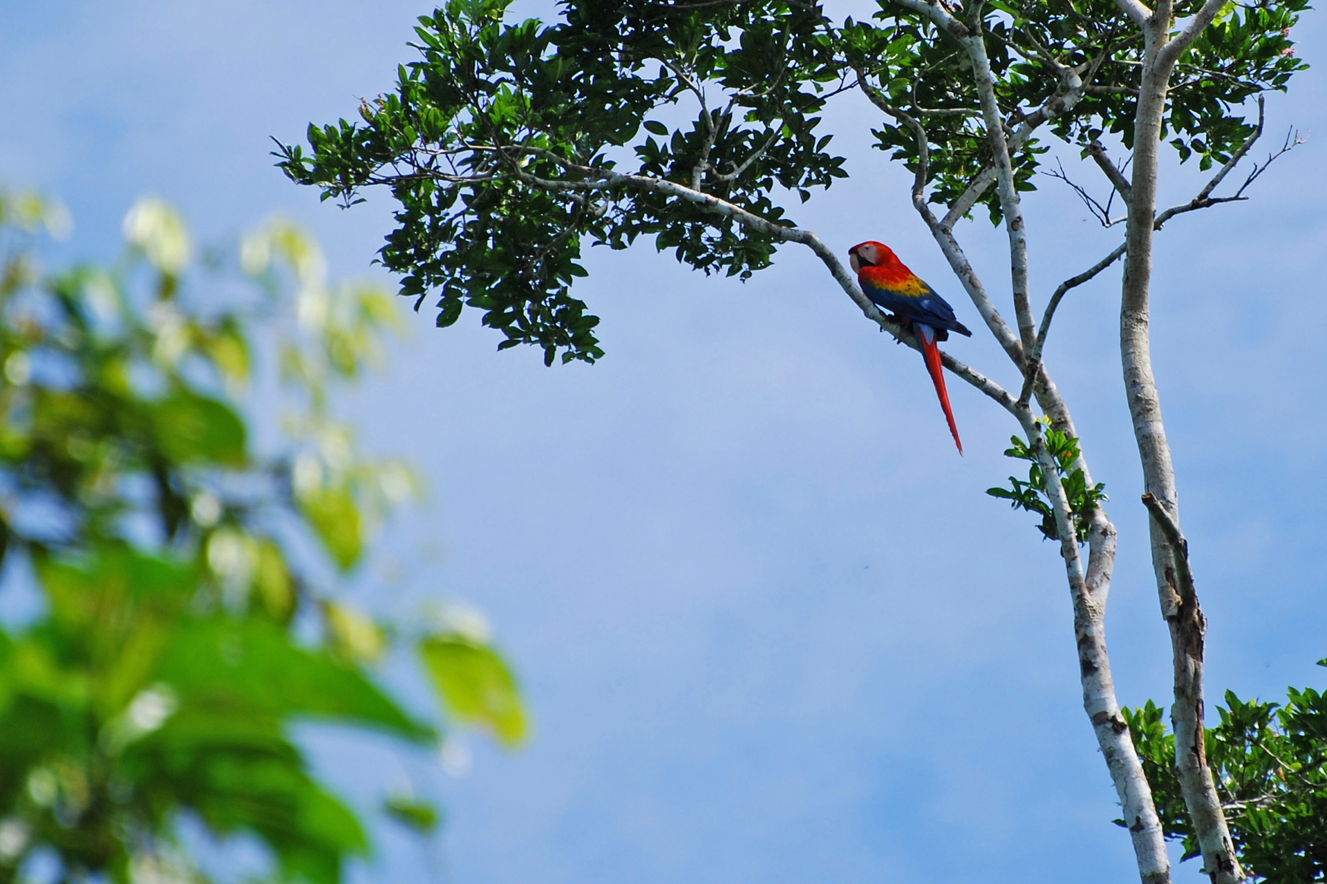 Pappagallo nel parco nazionale Yasuní